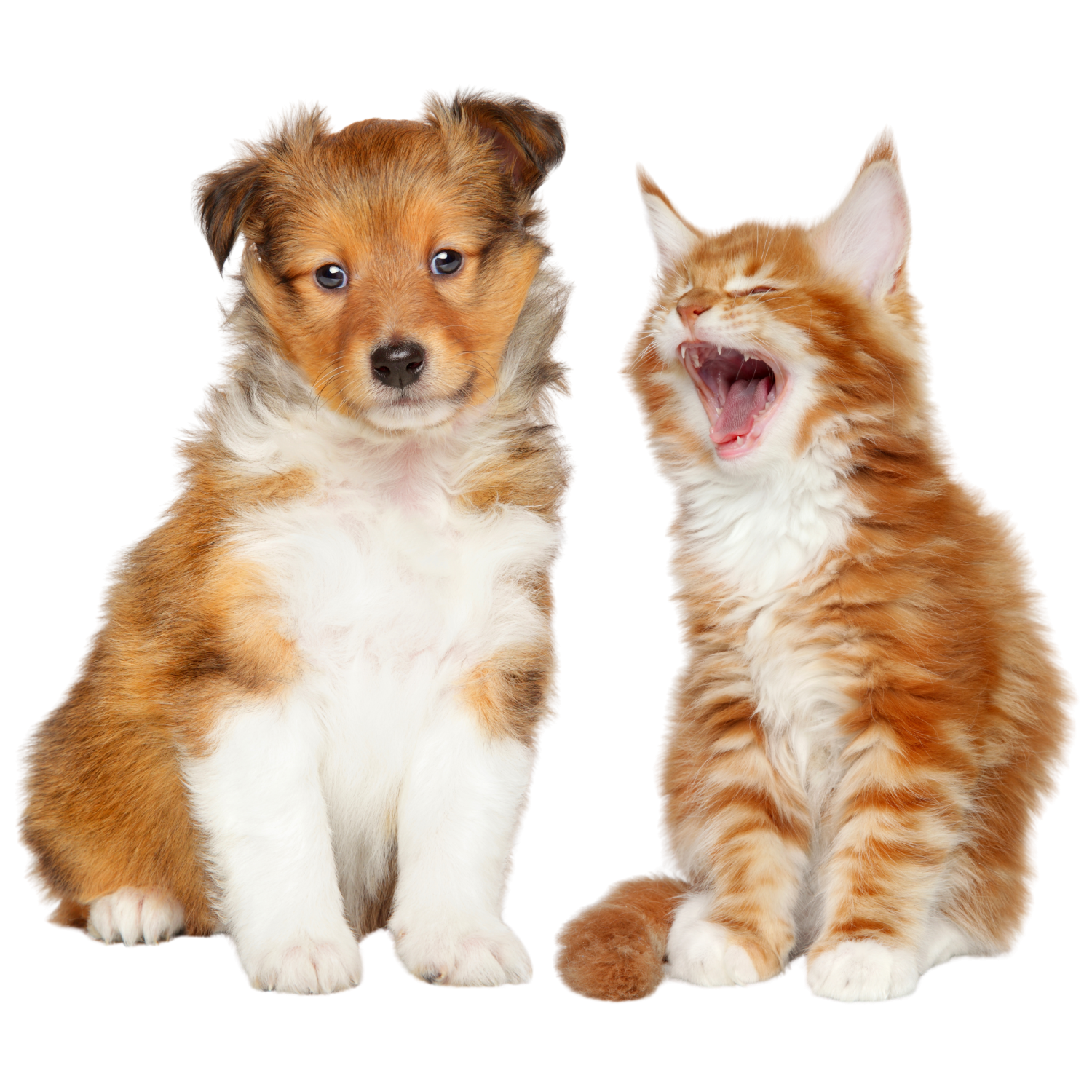 Cute puppy and kitten