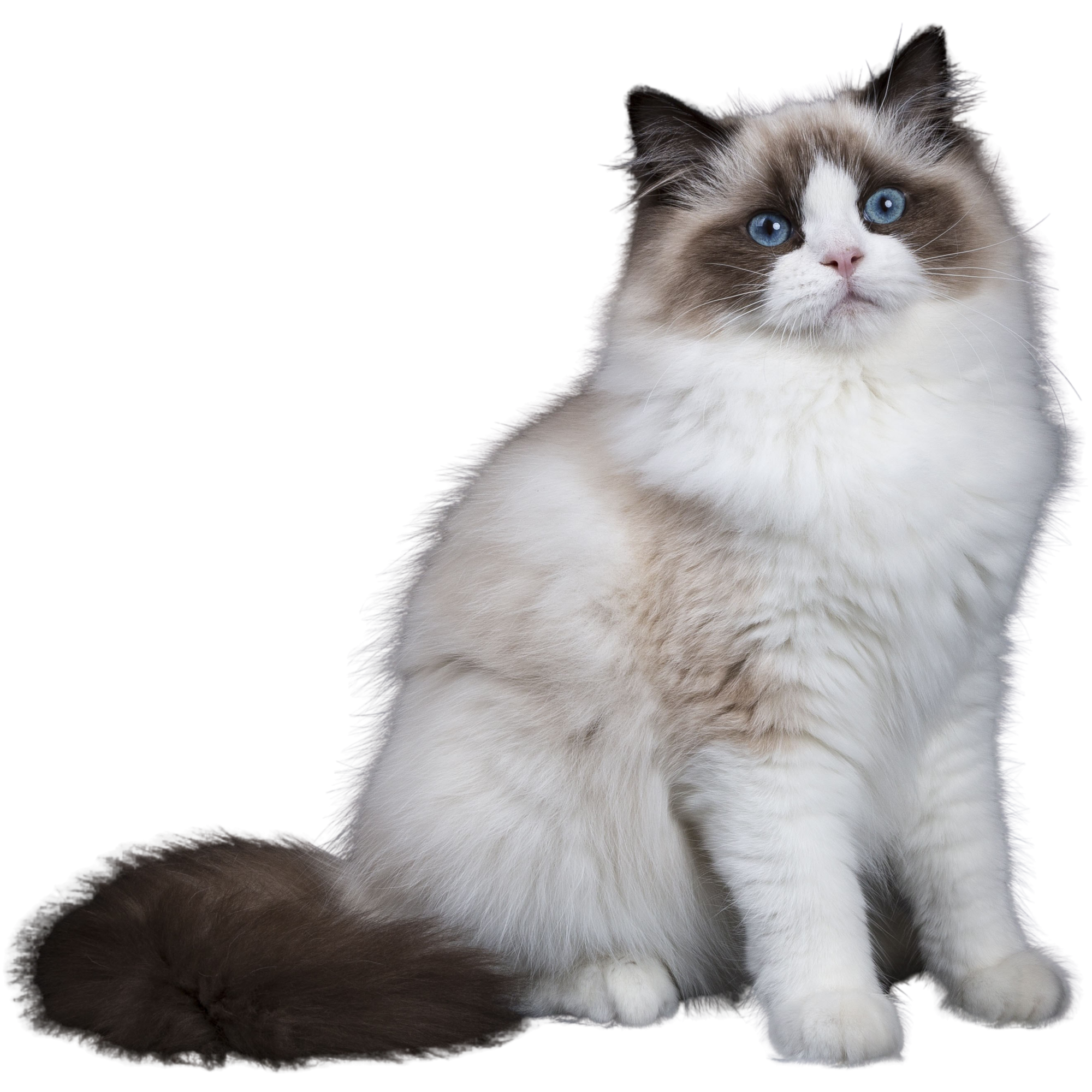 Beautiful Ragdoll Cat